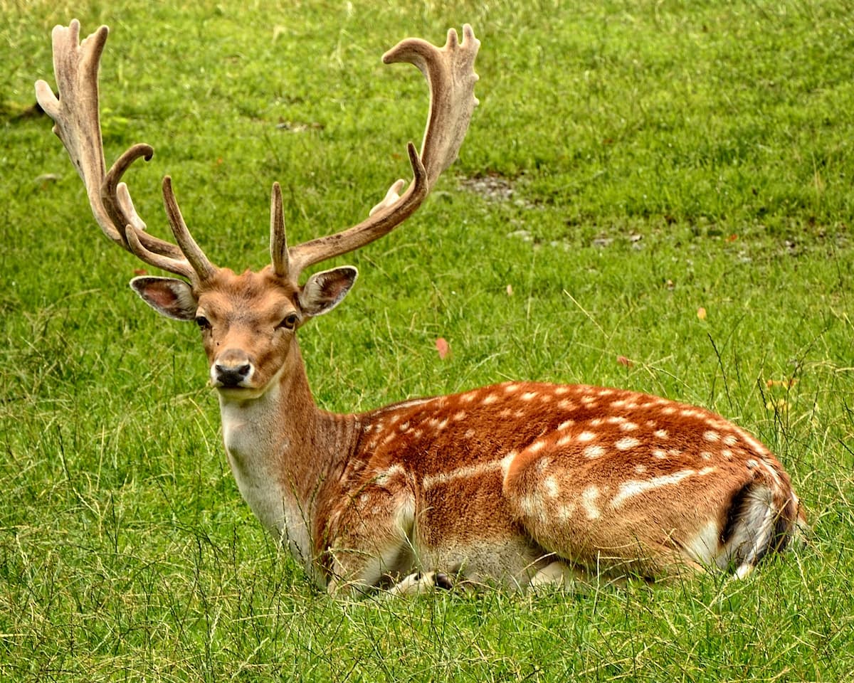 鹿。圖片來源PIXELS